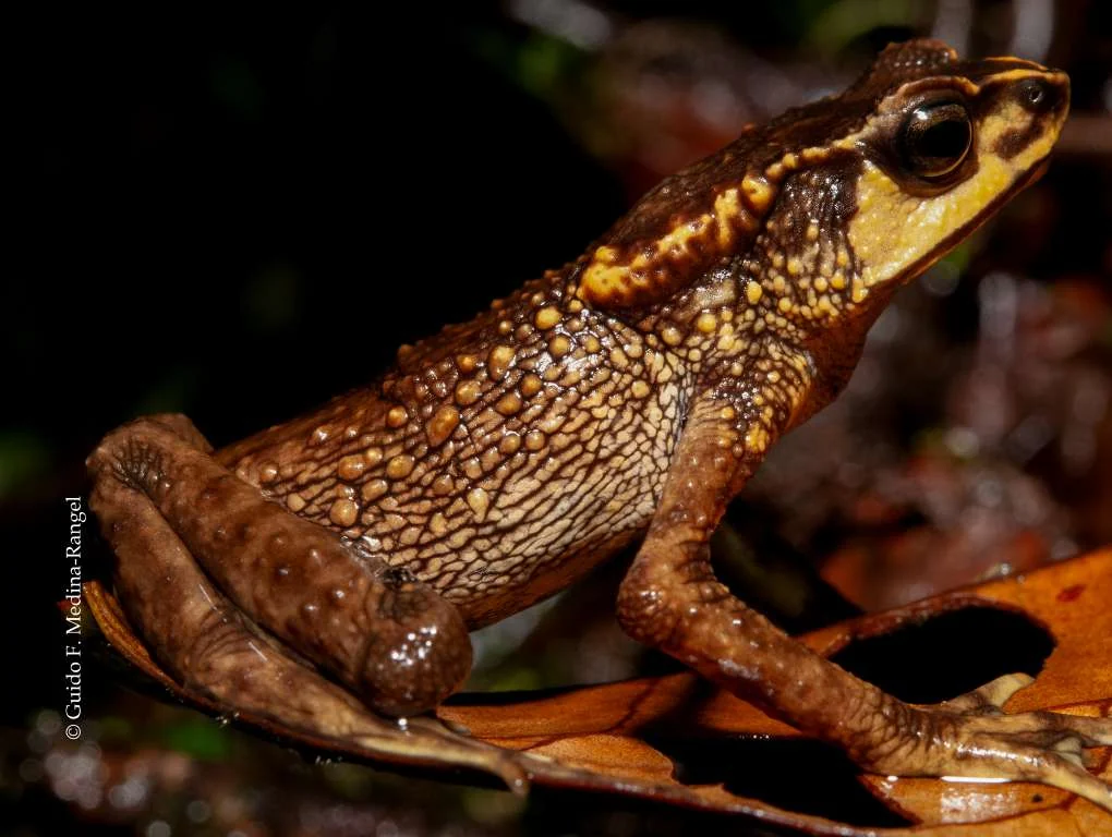Sapito andino de Coloma